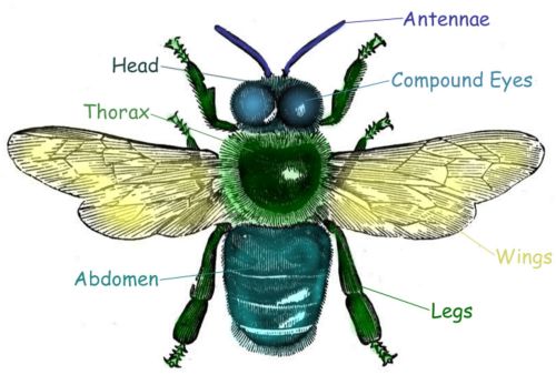 flying insects for kids